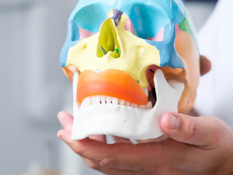 Bite su modellino di scheletro
